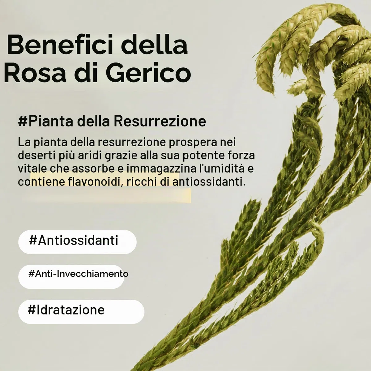 Abib Crema Contorno Occhi Al Collagene Jericho Rose Tube Per Occhiaie E Borse, Linee Sottili Sotto Gli Occhi