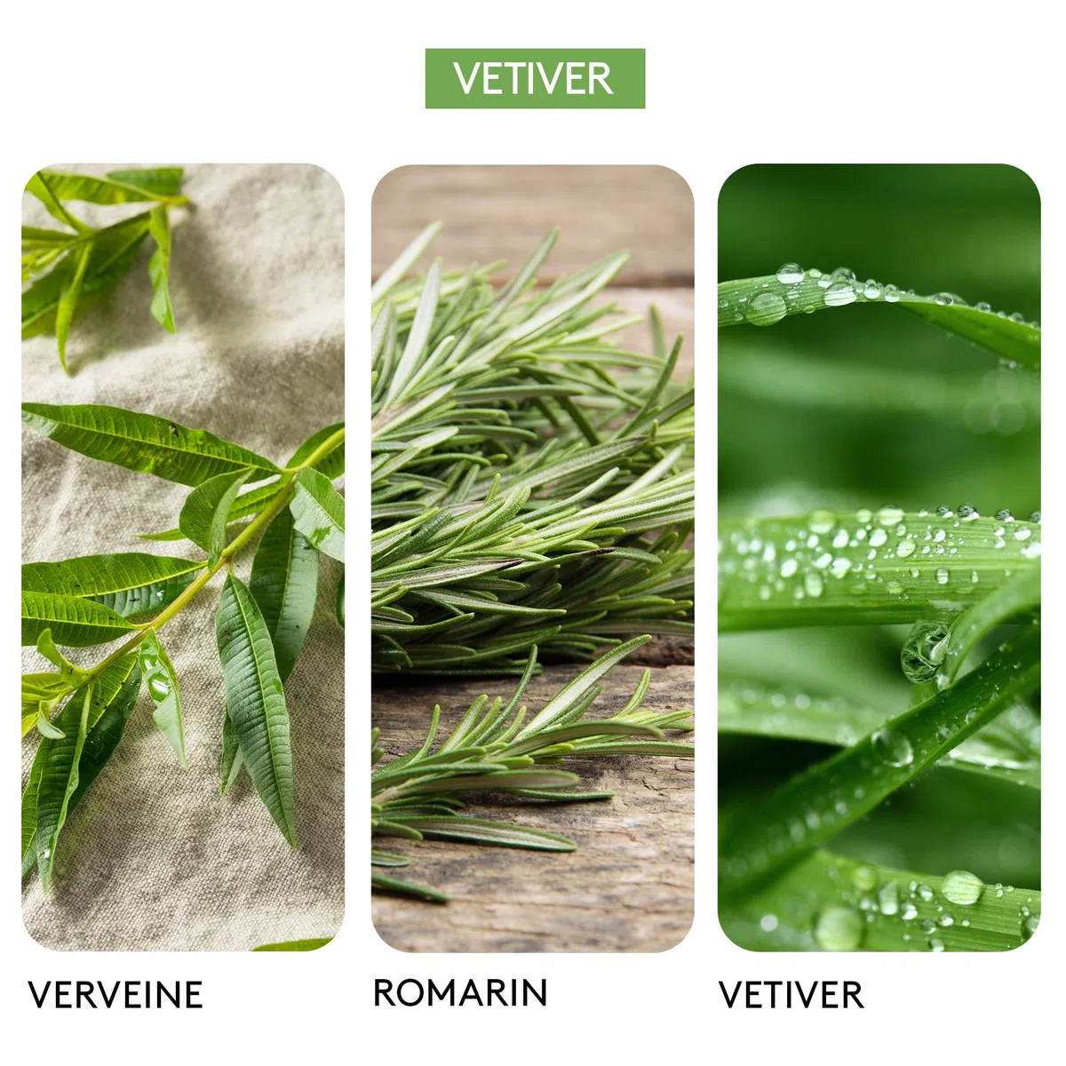 BERDOUES 1902 Eau de Colonia Vetiver, Fresca e Aromatica Made in France, Profumo Donna e Uomo, Verbena, Rosmarino, Vetiver, Ricarica 245ml