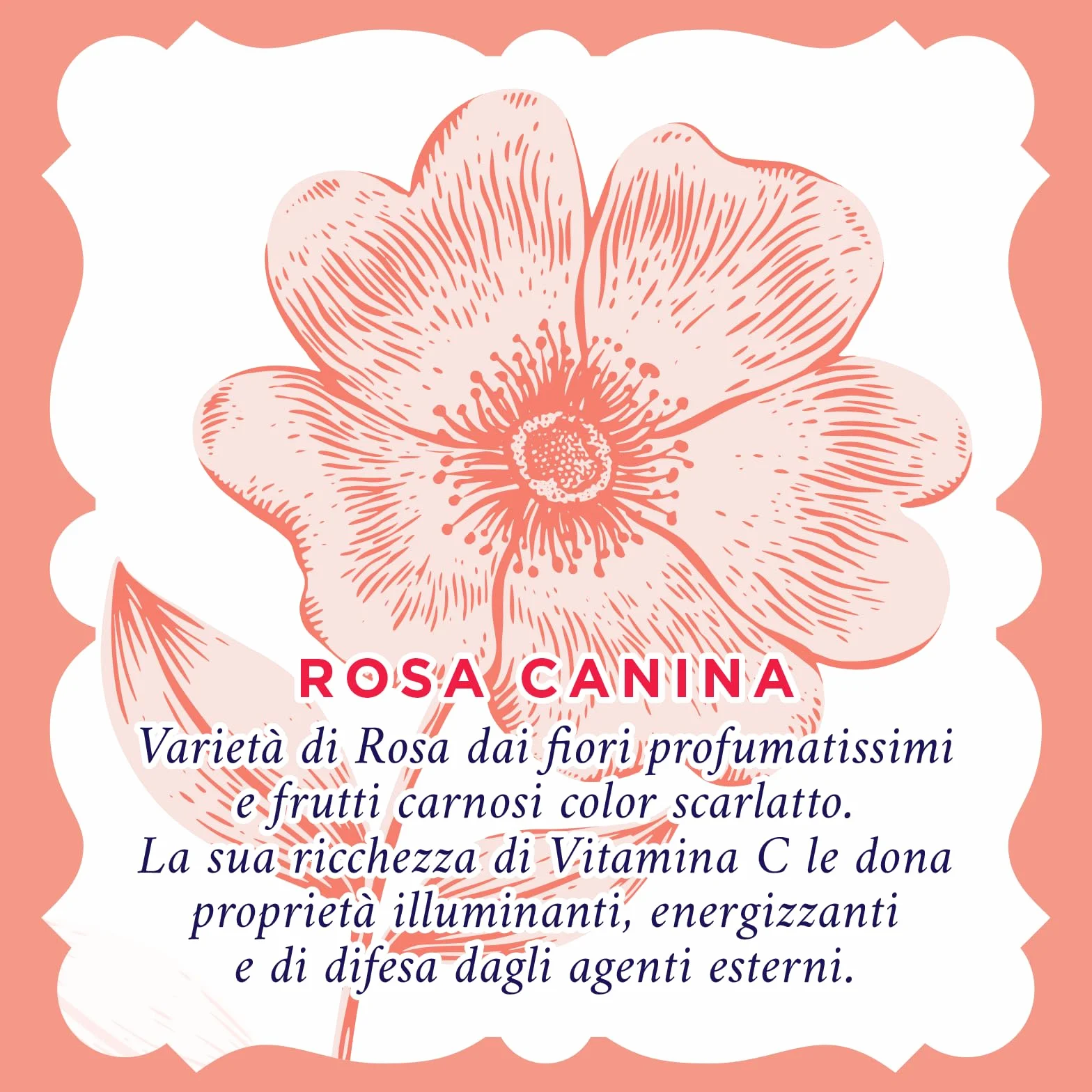 Acqua alle Rose, Salviettine Struccanti Illuminanti per Pelli Spente e Opache, con Vitamina C di Rosa Canina Energizzante, Azione Struccante su Viso, Occhi e Labbra, 6 Confezioni da 20 Salviettine